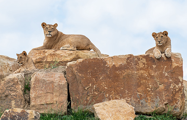 Zlínská zoo má záchrannou stanici pro odebrané lvy. Je první v republice