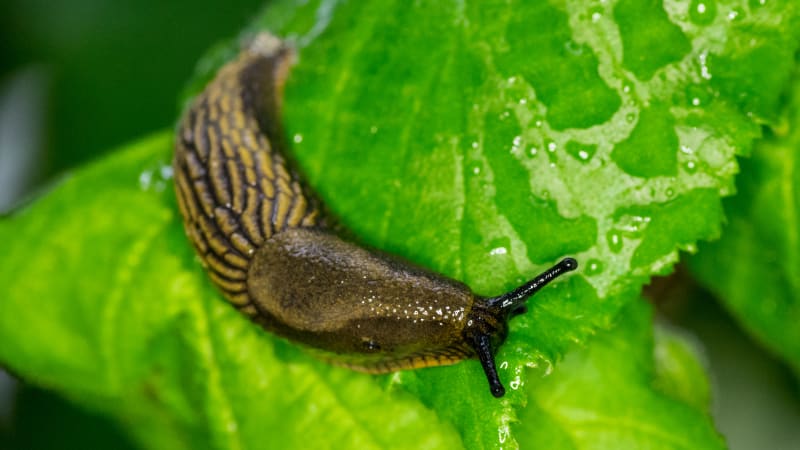 Na obyvatele domu v Bavorsku stále někdo zvonil. Policie zjistila, že pachatelem byl slimák