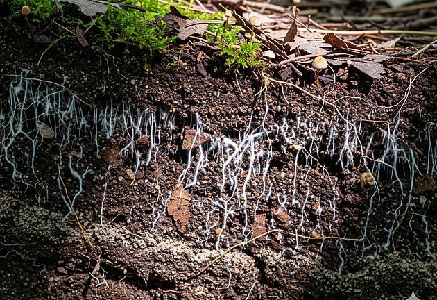 Houby umějí víc, než si myslíte. Vytvářejí si vlastní déšť a posílají si zprávy