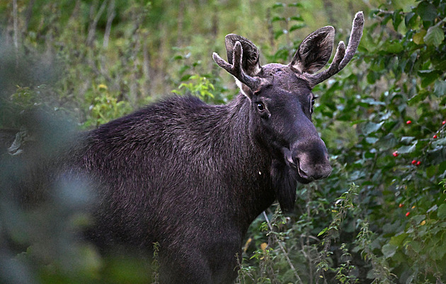 Los Emil se vyhrabal z řeky, doprovází ho policie. Po kritice ho neuspí