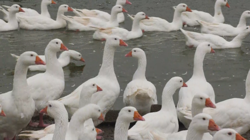Svatý Martin se blíží: Objednávky na husy se jen hrnou, na kolik letos vyjde tradiční pečínka?