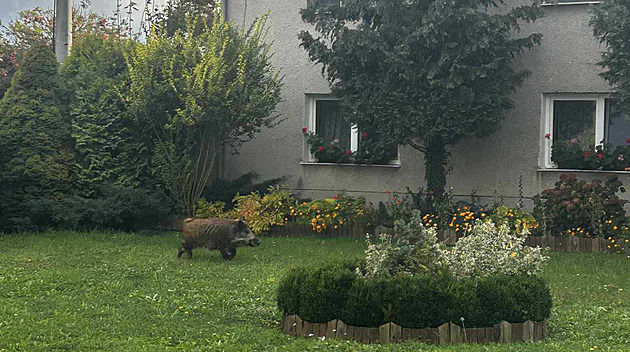 Ženy překvapil divočák pobíhající u domu, další odháněli myslivci na poli střelbou