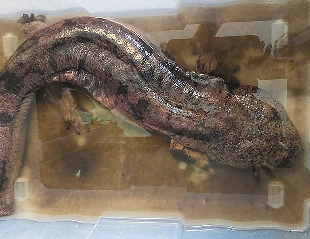 Kdo v Plzni odložil exotického velemloka? I po čtyřech měsících je to záhada