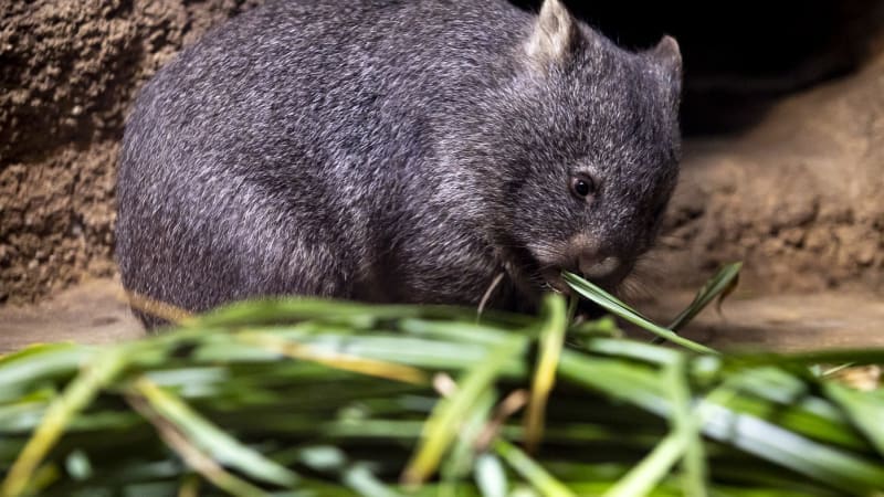 Narodilo se mládě vombata, slaví v pražské zoo. Chovatel poradil, jak ho vidět