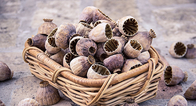 Tato česká surovina je v zahraničí tabu. Přitom se jedná o zázračnou superpotravinu