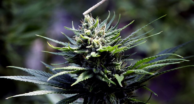 Děti se otrávily technickým konopím, zneužily volně dostupné výrobky