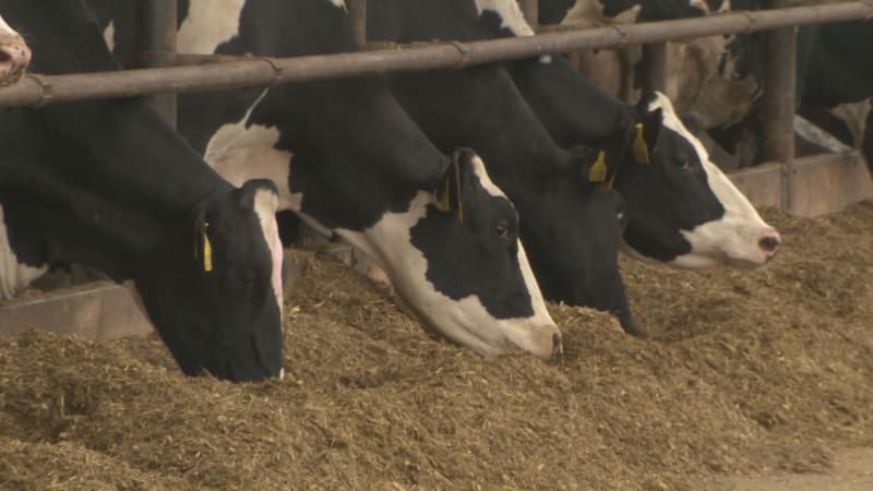 Průlomový trest za týrání zvířat: Krávy umíraly u Chomutova hlady, muže čekají léta vězení