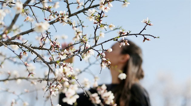 Mandloně už kvetou. Hustopeče lákají na sněhobílé sady a víkendové slavnosti