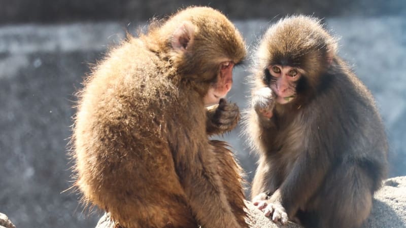 Má opičák Punch přítelkyni? Malý primát se začleňuje do tlupy, plyšáka už nepotřebuje