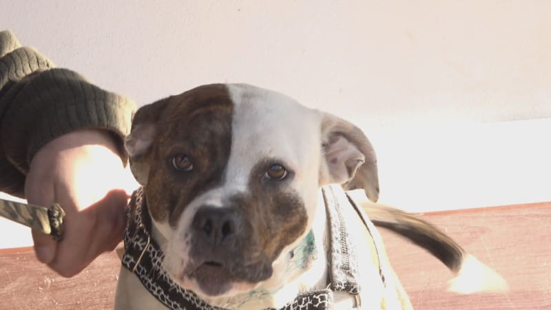 Trest pro hrdlořeza z Děčínska: Za pokus o usmrcení fenky Chilly půjde na roky za mříže