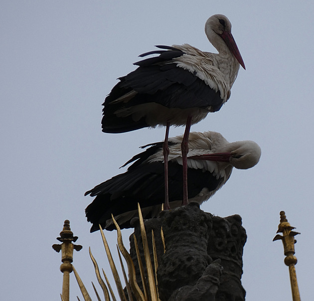 Sloup s Madonou už zase obhlížejí čápi, náhradní se jim nelíbí. Město zakročí