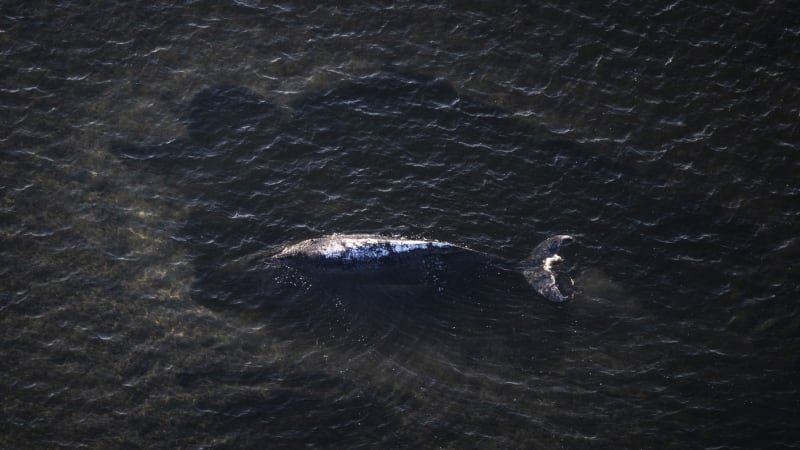 Sledujte ŽIVĚ: Poslední šance pro velrybu Timmy. Záchranáři zapojili do akce nákladní člun