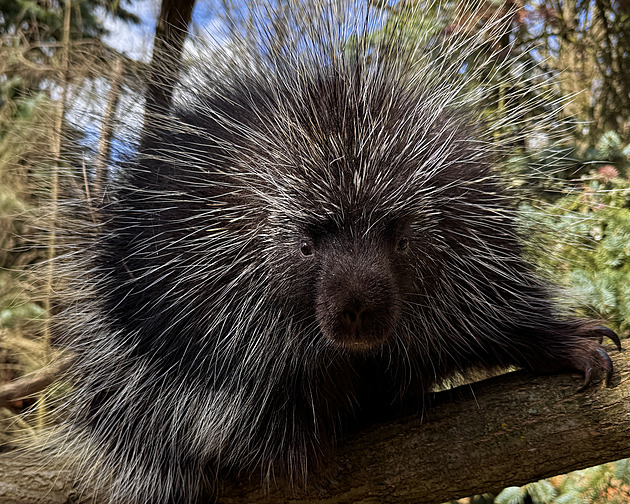 Návrat po 15 letech. Do plzeňské zoo přivezli dikobraza se zákeřnými bodlinami
