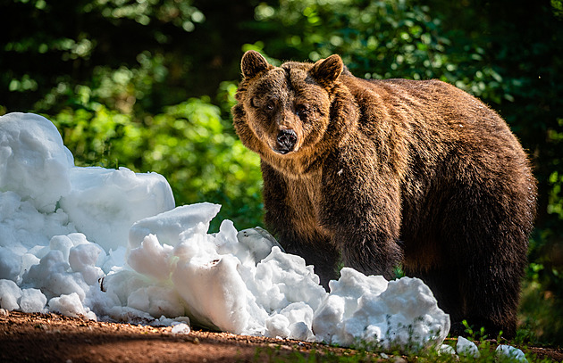 Smutná zpráva. V chomutovském zooparku uspali medvědici Míšu, bylo jí 31 let