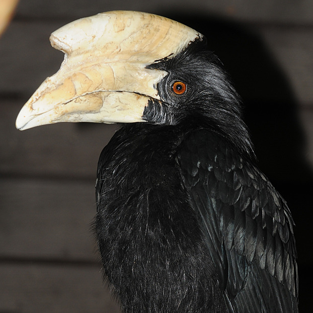 Světový unikát. Olomoucká zoo získala za odchov zoborožců prestižní cenu